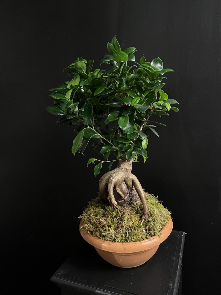 Bonsai